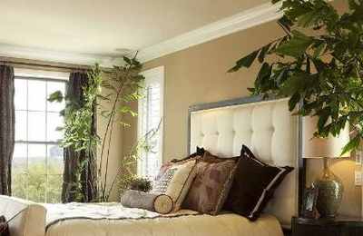 家里植物摆放风水