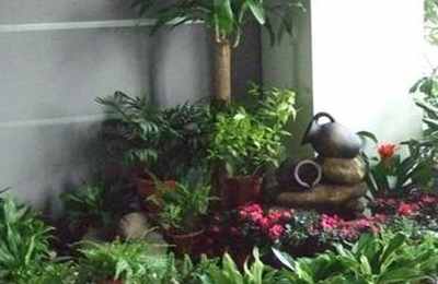 家里植物放哪个位置比较好