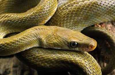 家中进蛇的风水(风水家里进蛇的真正预兆)