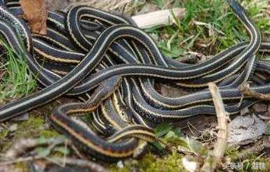 风水家里进蛇的真正预兆