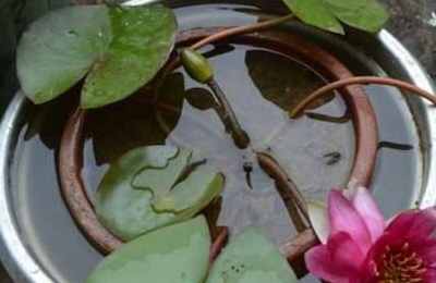 家里种睡莲风水