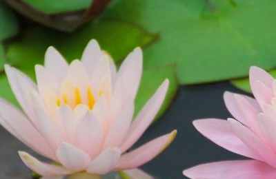 睡莲在家里栽对风水不好吗