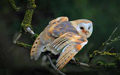 属蛇与属虎的在一起会怎么样