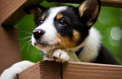 属狗的命理八字的五行缺什么