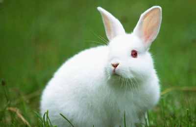 属羊和属兔的女孩结婚八字合吗