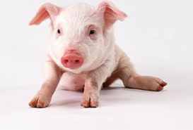 属猪农历六月出生是什么命