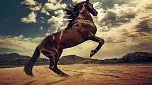 属马的跟属牛八字