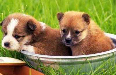 属狗的八字属什么(属狗的八字和属什么的最合适)