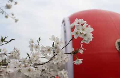 属鼠和属虎的姻缘如何