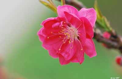 八字的桃花是什么生肖