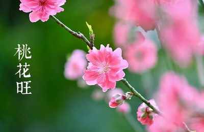 子午卯酉四桃花的区别