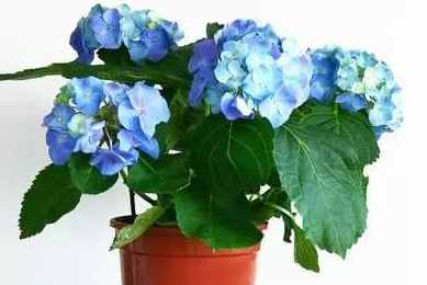 你想把哪盆花摆在家中，测幸运之神何时降临到你家