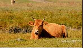 合八字婚姻羊对羊(羊和羊相配婚姻如何 在一起合适吗)