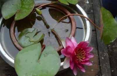 家里种睡莲风水(睡莲在家里栽对风水不好吗)