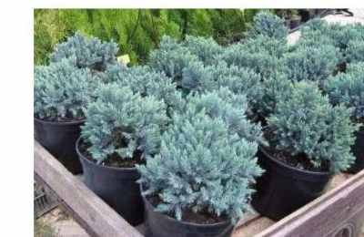 心理测试：冬天到了，哪一种绿植能保持常绿？测你的富贵持续多久