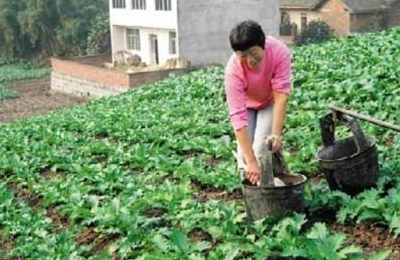 梦见农民在种菜