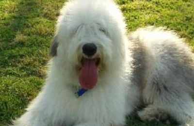 梦见古时候牧羊犬