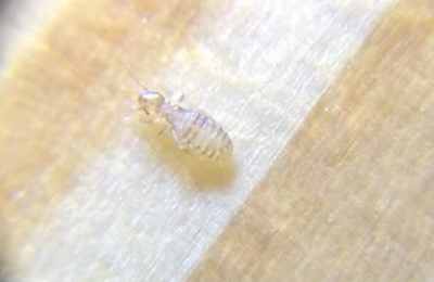 梦见屋子里全是虫