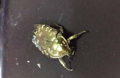 梦见自己抓虫子