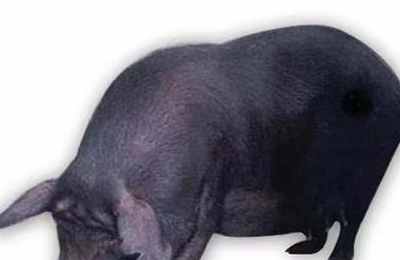 梦见大肥黑猪