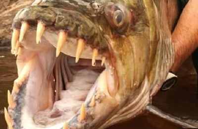梦见食人鱼要吃我
