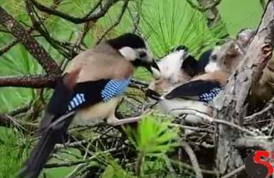 梦见喂小鸟吃食