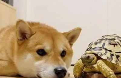 梦见狗变乌龟