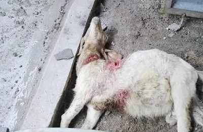 梦见死羊