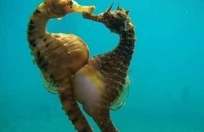 梦见海马生子
