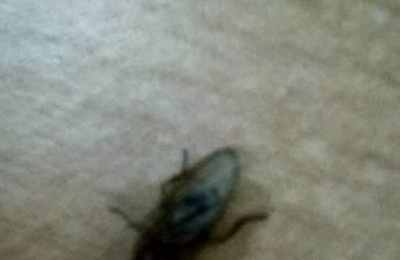 梦见家里苍蝇乱飞