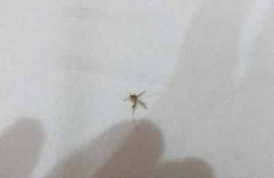 梦见厕所都是蚊子