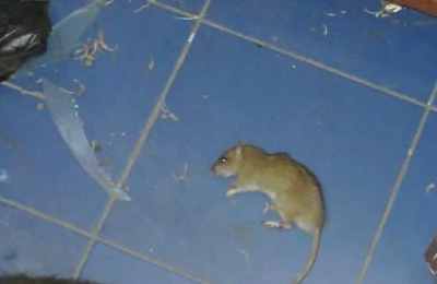 梦见和他人一起打老鼠