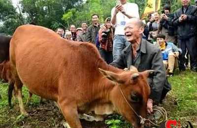 梦见牛流眼