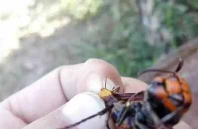 梦到马蜂蛰自己的手臂