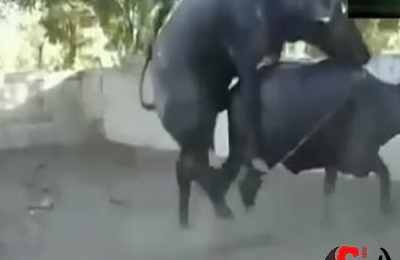 梦到牛交配