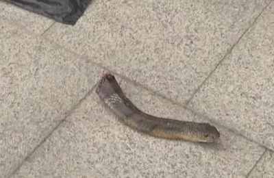 梦见三条大蟒蛇