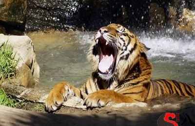 梦到自己被老虎咬