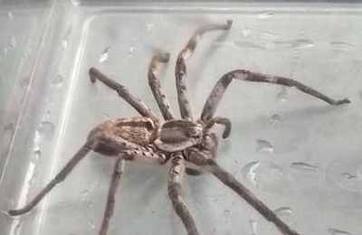 梦见蜘蛛爬到身上吓醒