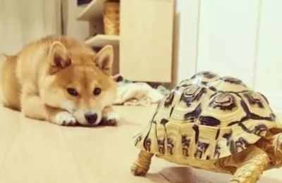 梦见乌龟和狗