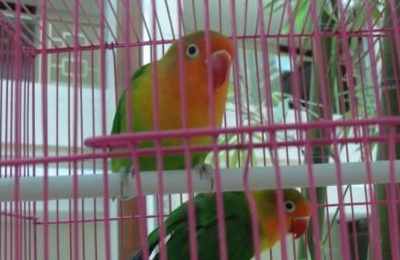 梦见鸟在笼子里