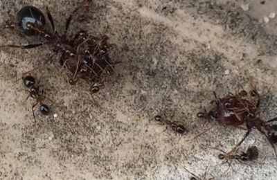 梦见蚂蚁爬上身