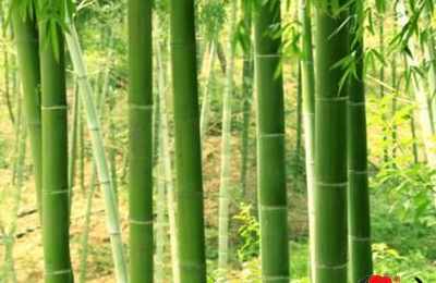 梦见很多竹子
