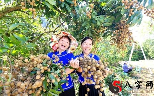 梦见摘成熟果子吃