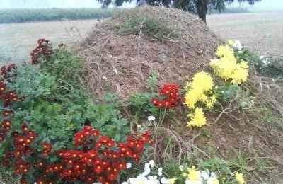 梦见坟墓开出鲜花