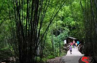 梦见去竹海旅游