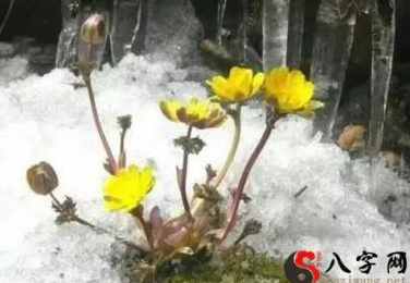 梦见坟墓顶部开花