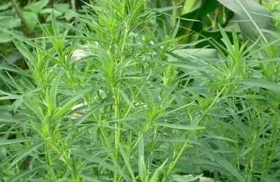 梦到土中发现黄金