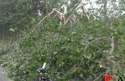 梦见树被大风吹断