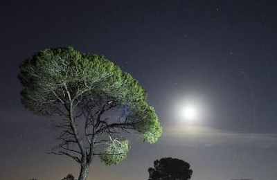 梦见月亮挂在树梢