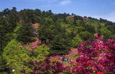 梦见大片杜鹃花盛开